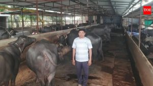 Severe fodder crisis threatens Indian dairy farmers