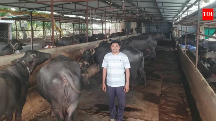 Severe fodder crisis threatens Indian dairy farmers