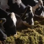 Severe fodder shortages and falling milk yields hit Palnadu dairy farmers amid El Niño drought Severe fodder shortages and falling milk yields hit Palnadu dairy farmers amid El Niño drought