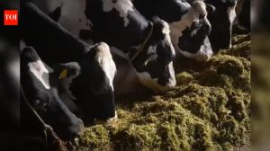 Severe fodder shortages and falling milk yields hit Palnadu dairy farmers amid El Niño drought