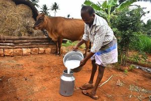 Tamil Nadu dairy farmers contest cooperative milk price deductions