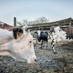 Tamil Nadu sanctions Rs 57 crore to distribute free milch cows to 10,000 rural women