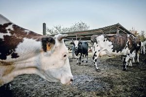 Tamil Nadu sanctions Rs 57 crore to distribute free milch cows to 10,000 rural women