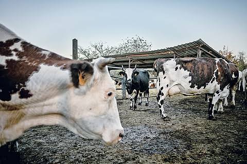 Tamil Nadu sanctions Rs 57 crore to distribute free milch cows to 10,000 rural women