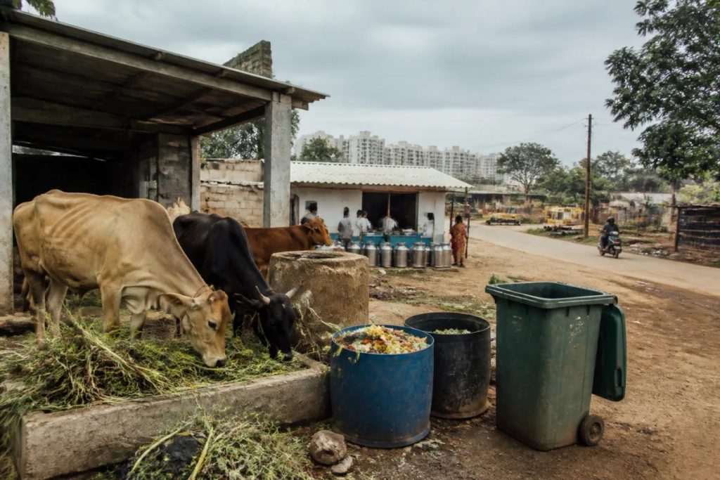 Yelahanka milk safety alert grows over cattle feed