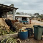 Yelahanka milk safety alert grows over cattle feed